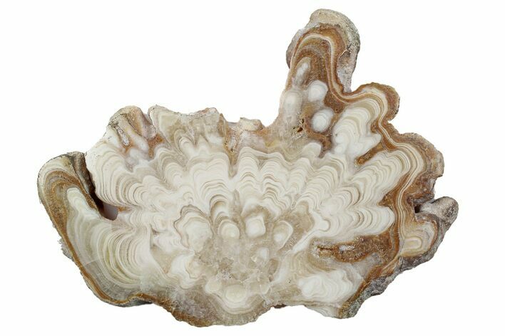 Polished Aragonite Stalactite Slice - Morocco #255356